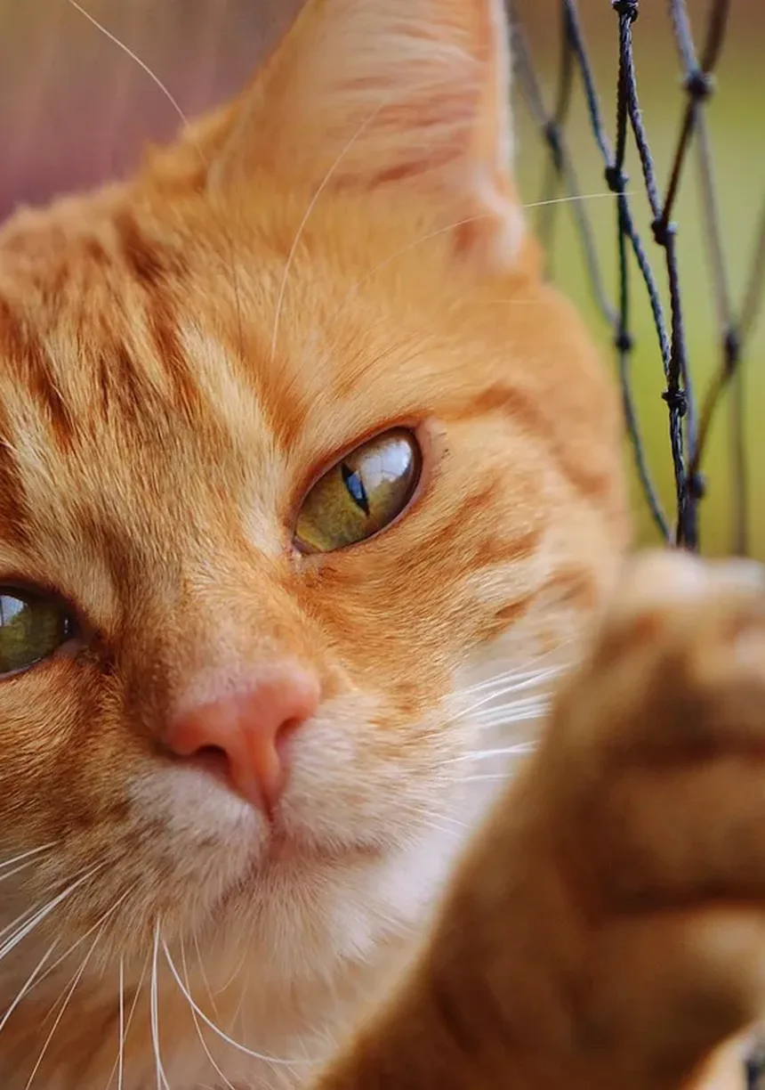 14 Sinais de que Seu Gato Pode Estar com Dor e Como Ter Certeza