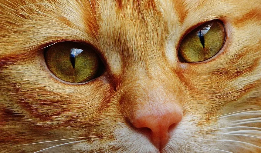 7 Dicas Infalíveis para Criar Laços Fortes com Seu Gato