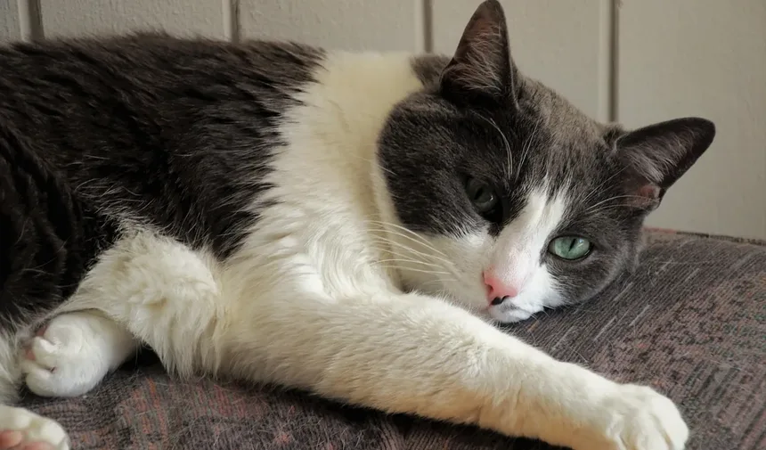 Como saber se o meu gato está com dor: sinais e o que fazer
