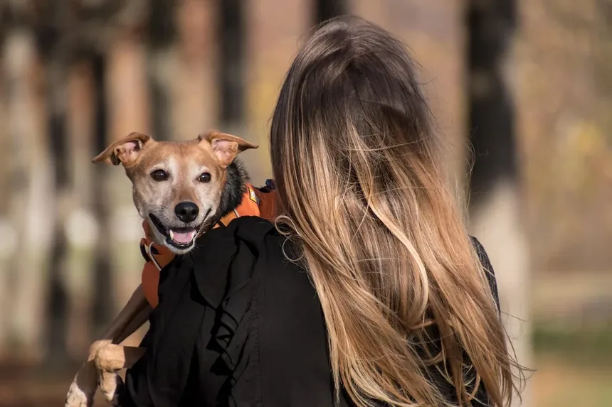 Problemas Dentários em Porquinhos-da-Índia: Como Prevenir e Tratar