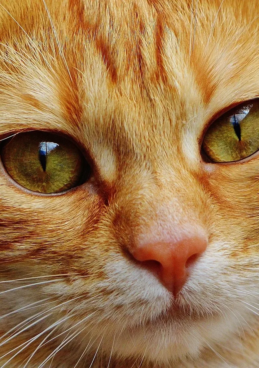 Febre em Gatos: Sintomas, Causas e Tratamentos (Guia 2024)