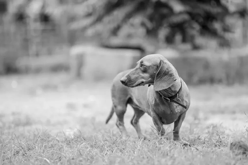 Como Passear com Seu Cão no Verão: 10 Dicas Essenciais