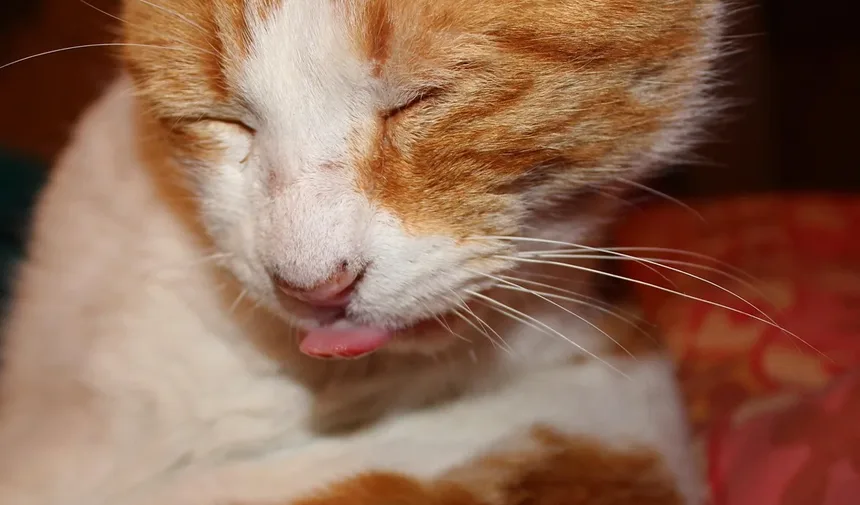 Como Alimentar Seu Filhote: Guia Completo com Tempos e Quantidades Ideais