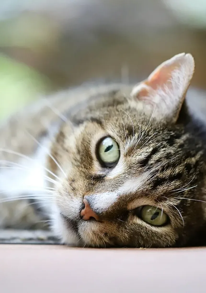 Cronograma e Custos de Vacinação de Gatinhos