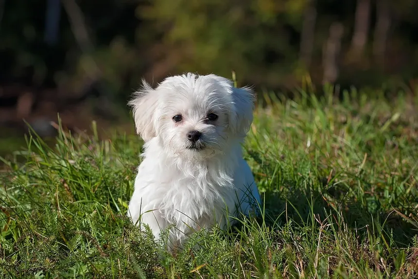 Meu Cachorro Não Come: 7 Razões e Soluções Imediatas