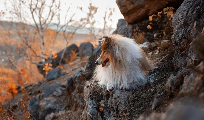 Vírus RHDV em Coelhos: Sintomas, Prevenção e Tratamento
