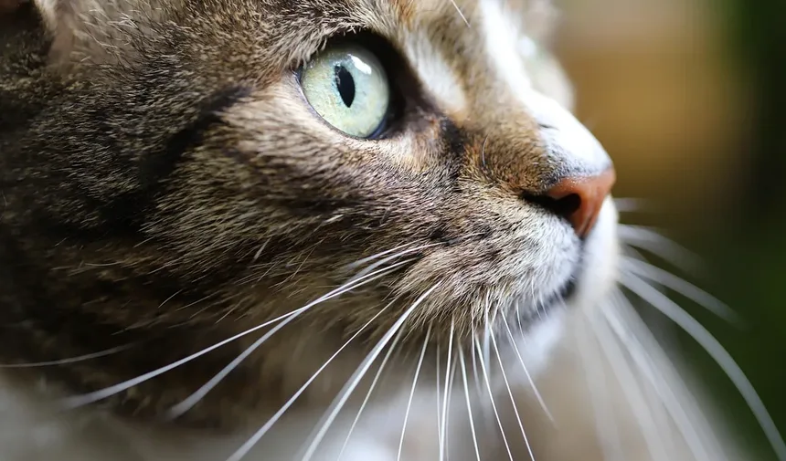 Quando os Gatos Param de Crescer? Descubra Agora!