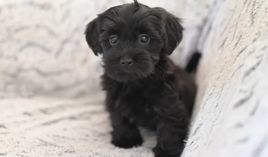 Por Que Meu Cachorro Me Ignora? 7 Razões e Soluções Práticas